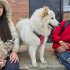 En Usme el bienestar de nuestros animales de compañia es prioridad.