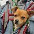 Los animales de compañía también son nuestra prioridad